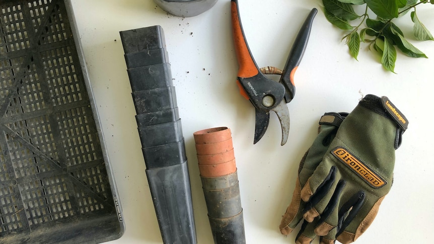 Gardening pots, gloves and secateurs.