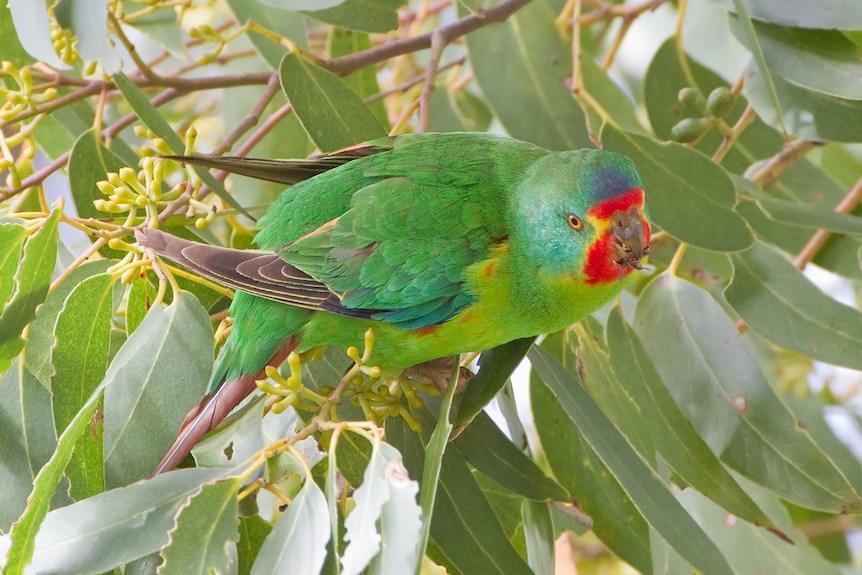 A green parrot with a red facial markings among eucalyptus leaves