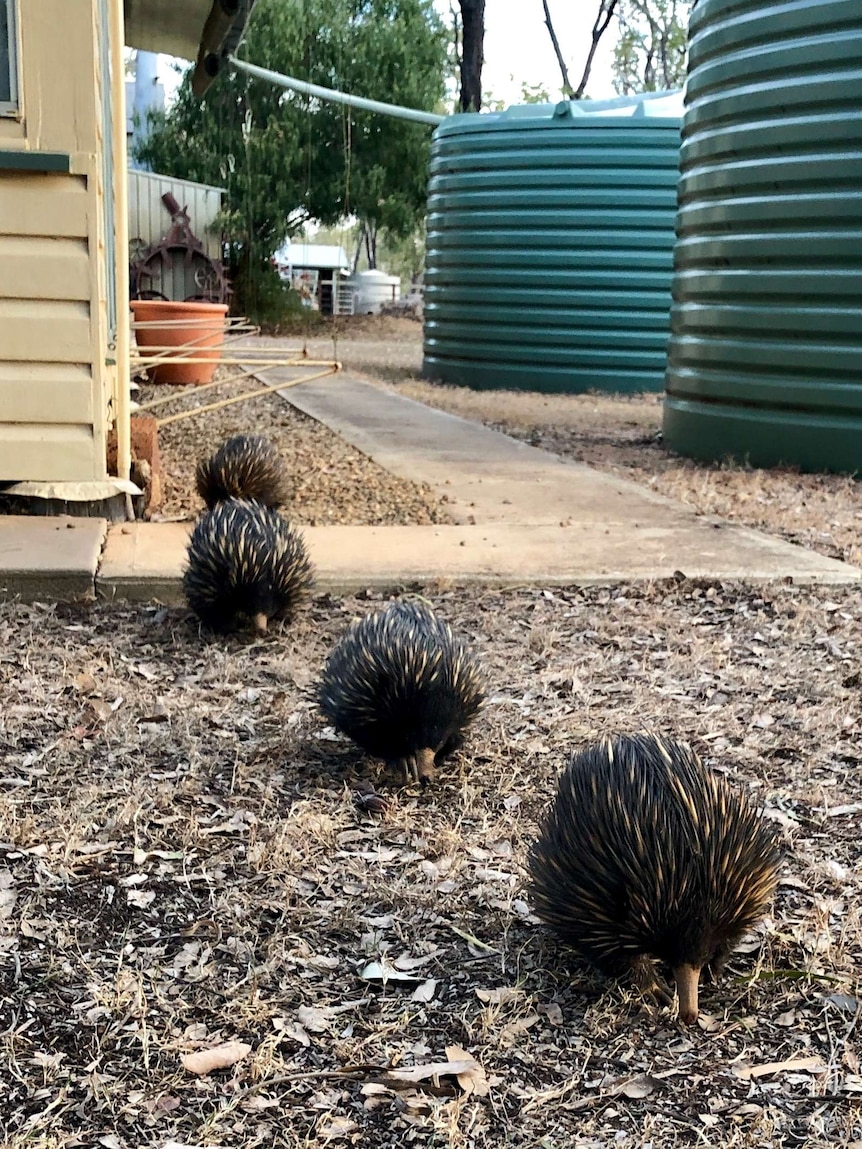 Four echidnas walk out from under a farmhouse