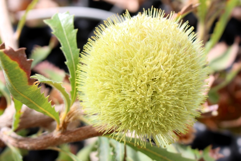 Tennis ball banksia (Banksia laevigata) at the Australian National Botanic Gardens