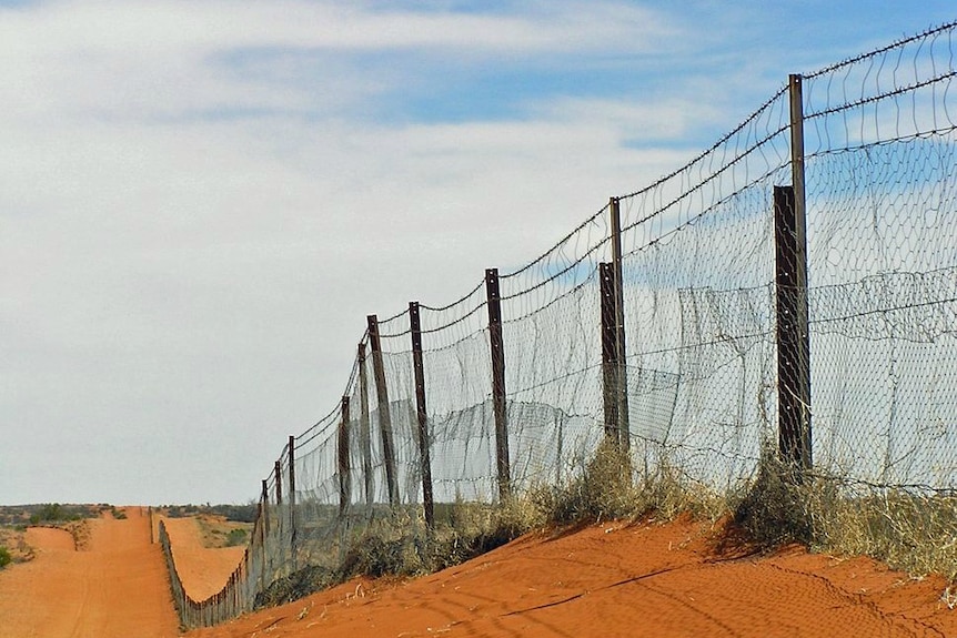Забор в австралии реальное