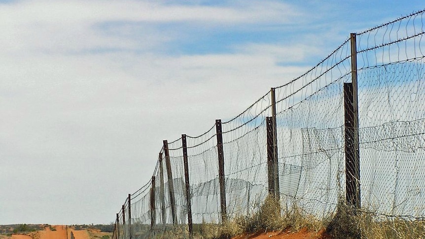 Dog Fence