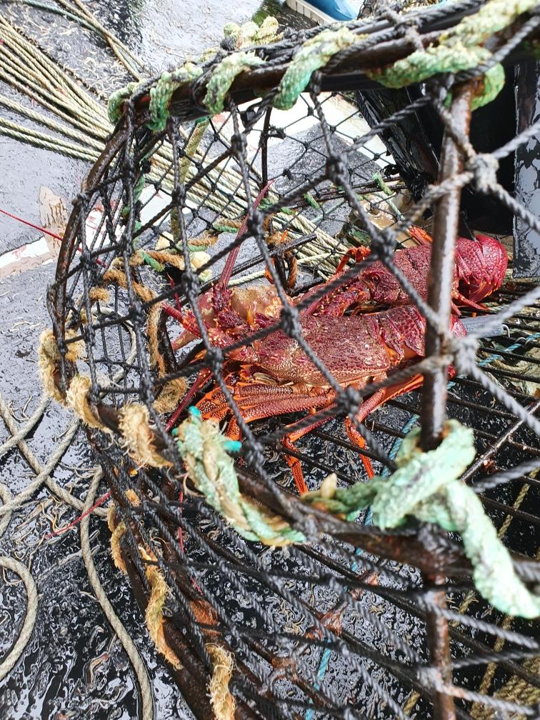lobster sitting in net 