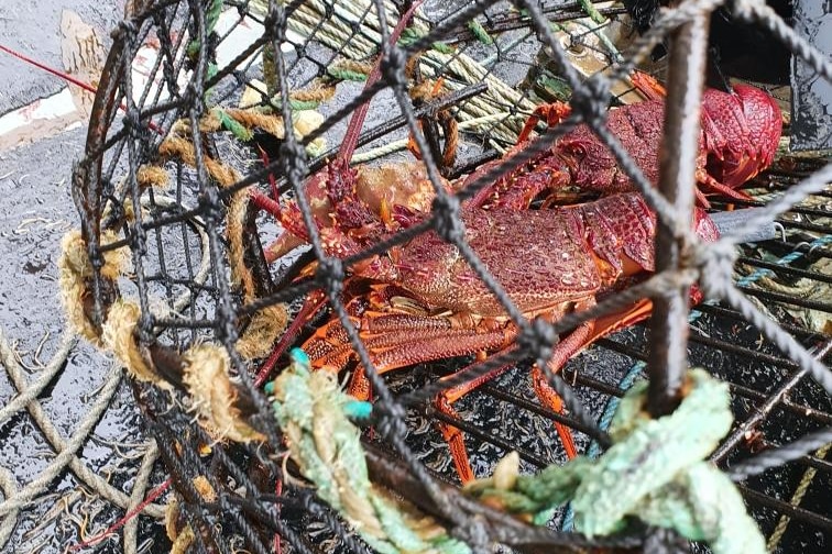 lobster sitting in net 