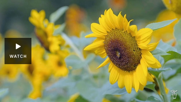 A sunflower growing in a field. Has Video.