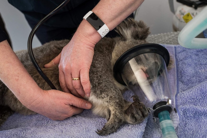 Hands hold a stethoscope to a small koala whose face is in an anaesthetic mask.