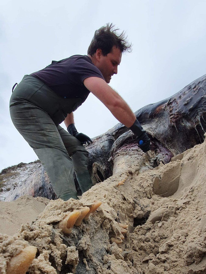 Man on beach digging next to dead whale