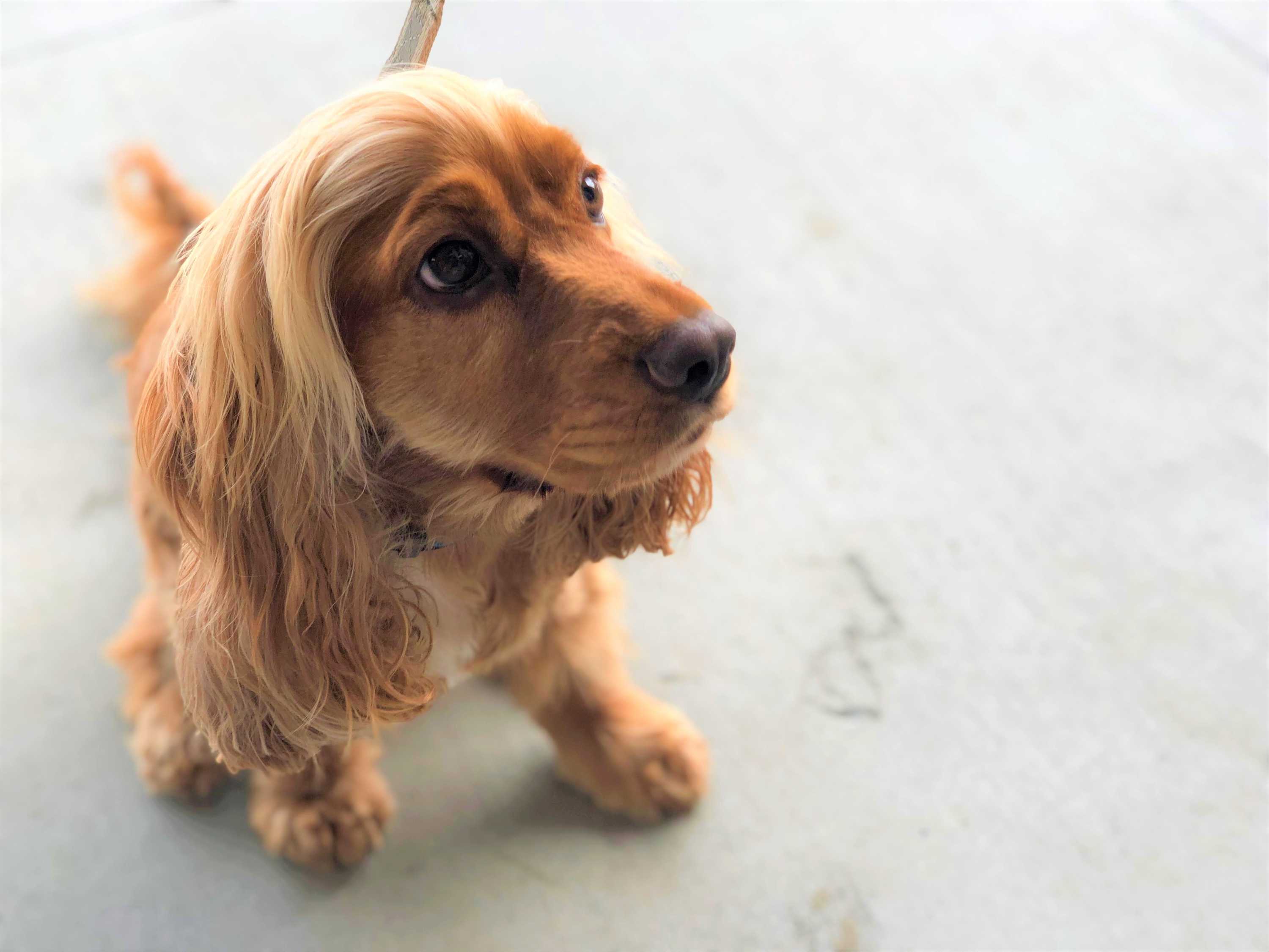 Dogs of Antiquity