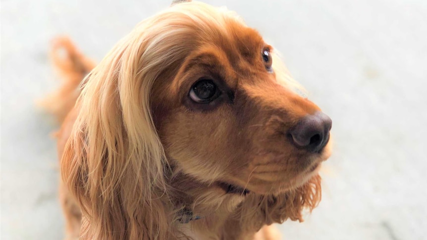 A marmalade coloured cocker spaniel on a lead and sitting.