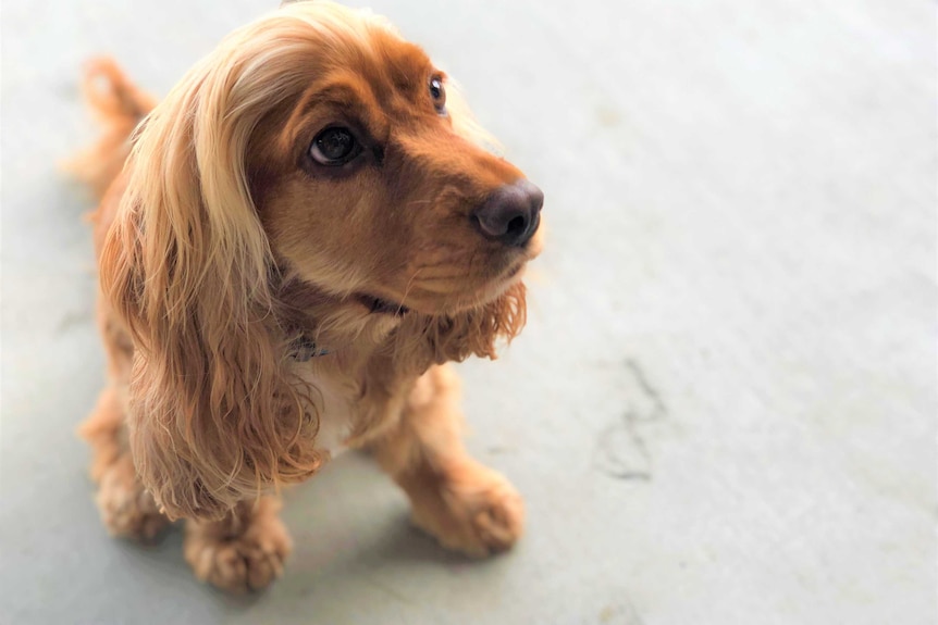 A marmalade coloured cocker spaniel on a lead and sitting