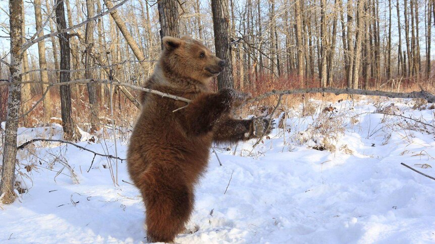 Berkley the bear stands up in a forest