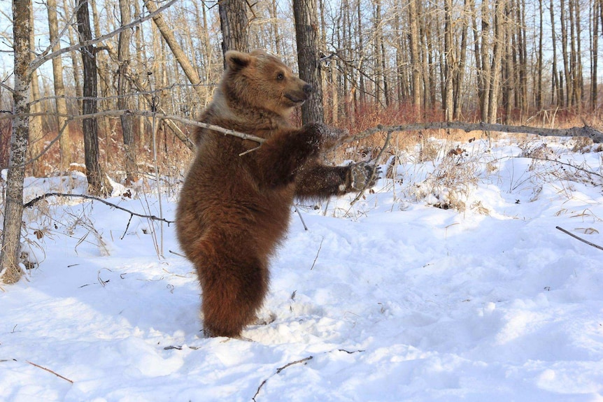 Berkley the bear stands up in a forest