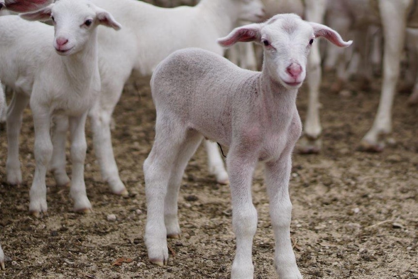 Close up of a young lamb in a pen.
