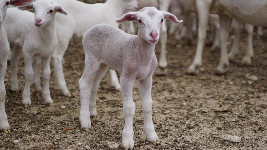 Close up of sheep