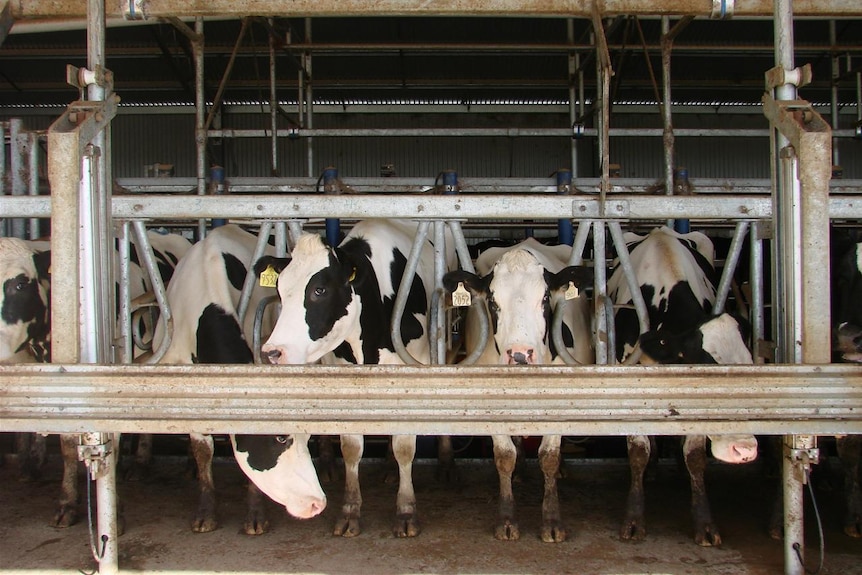 Dairy cows in a shed.