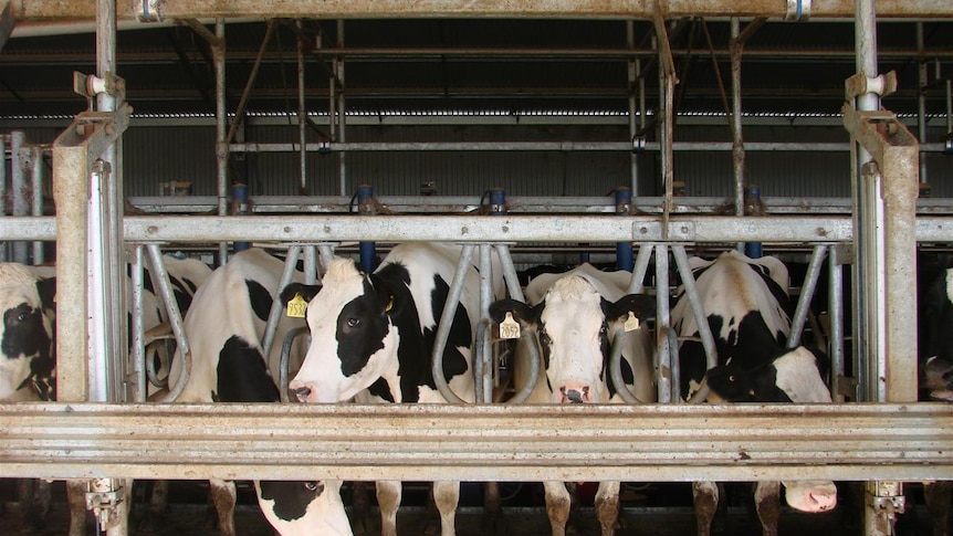 Dairy cows in the milking shed