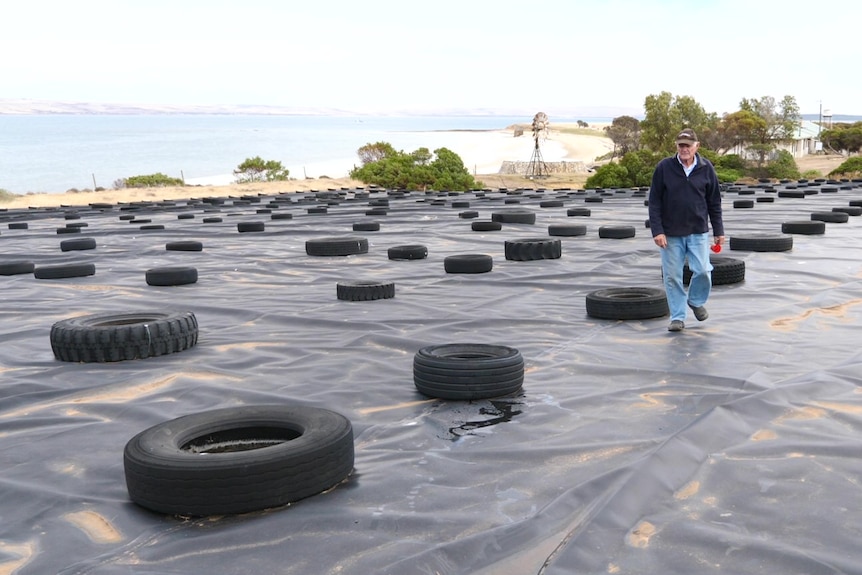 Man walking on black plastic laid in paddock with tyres placed in lines over 50m square area, windmill in background.