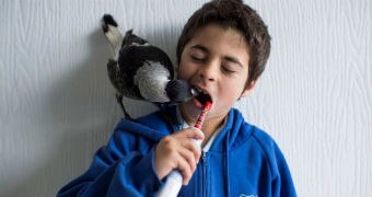 A magpie helps a schoolboy in uniform clean his teeth.