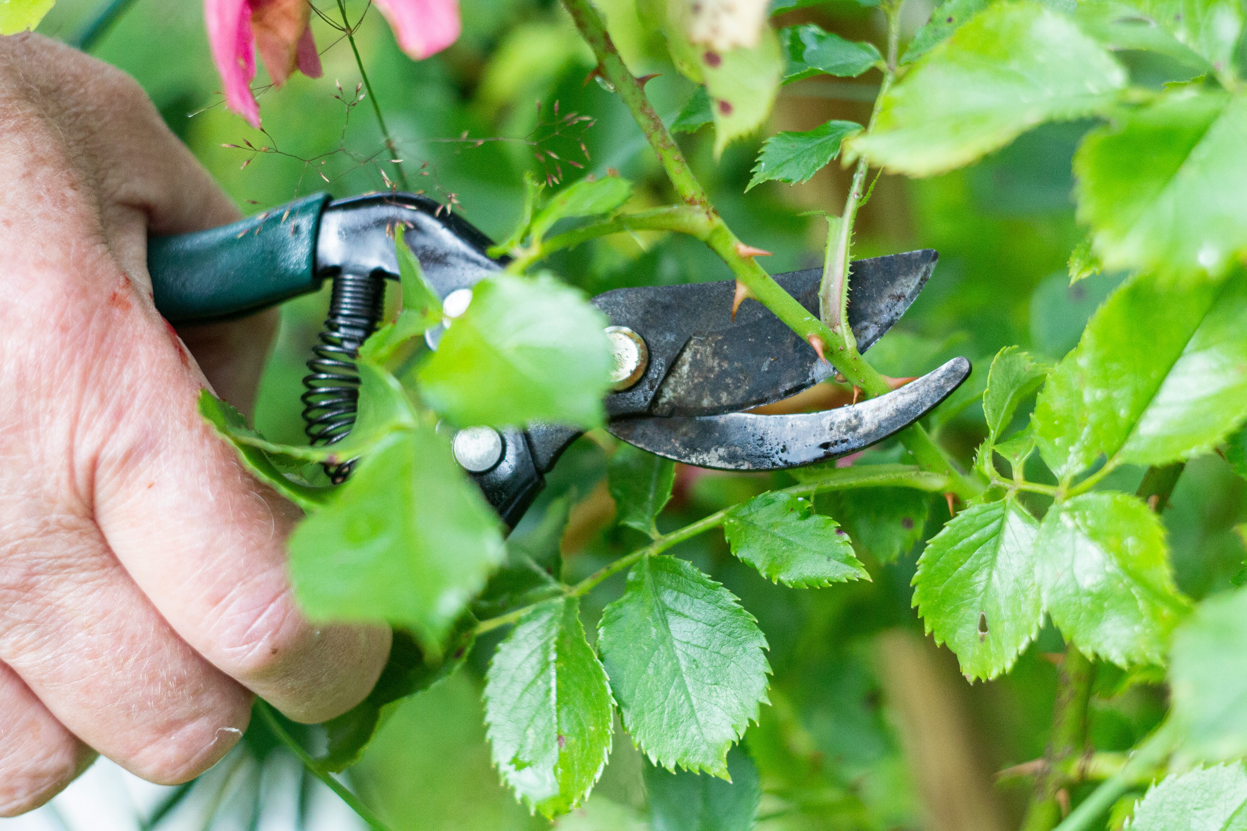 Haircuts for plants: all your winter pruning questions answered