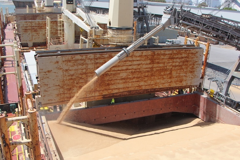 Grain pours into a large  compartment of a big bulk carrier vessel.