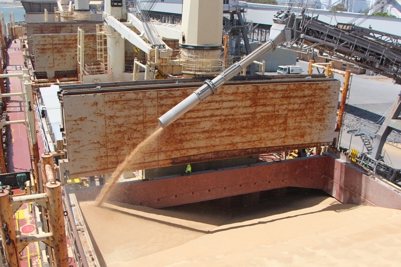 grain pours into a large  compartment of a big bulk carrier vessel