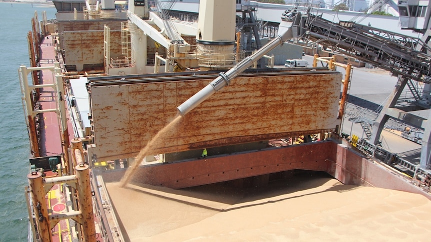 Grain pours into a large  compartment of a big bulk carrier vessel.