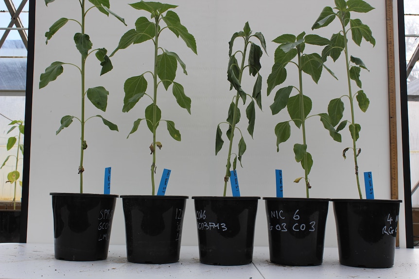 Plants grown in a glasshouse as part of an experiment, without coffee grounds added to the soil.