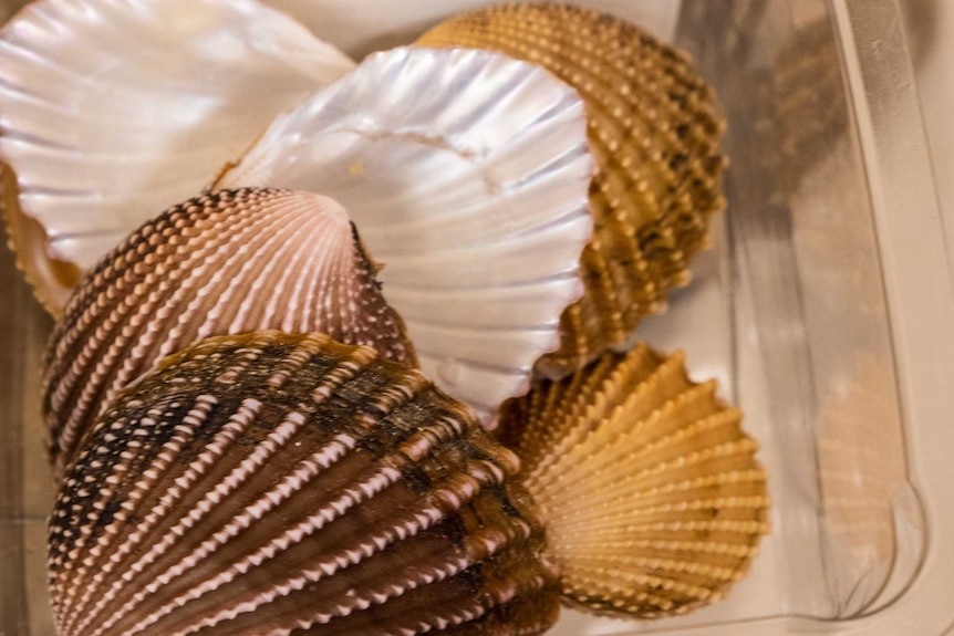 Picture of seashells with ridges