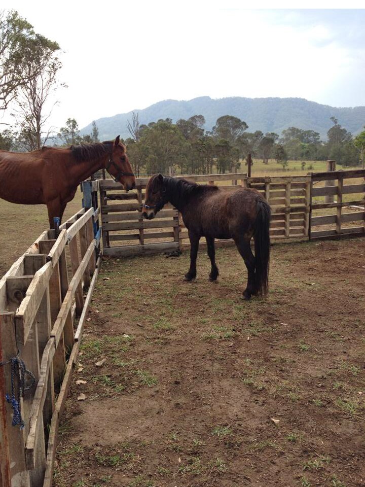 Sanctuary at Gloucester rehabilitates and re-homes neglected and abused ...