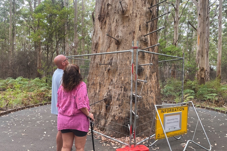 Two people look at the Gloucester tree