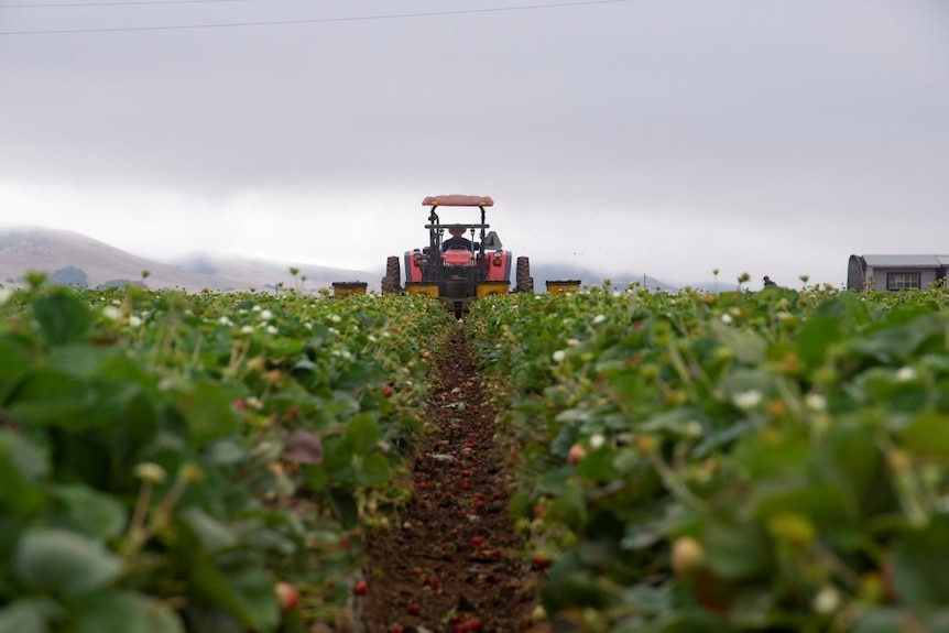 A tracker rolls across green crops on a farm