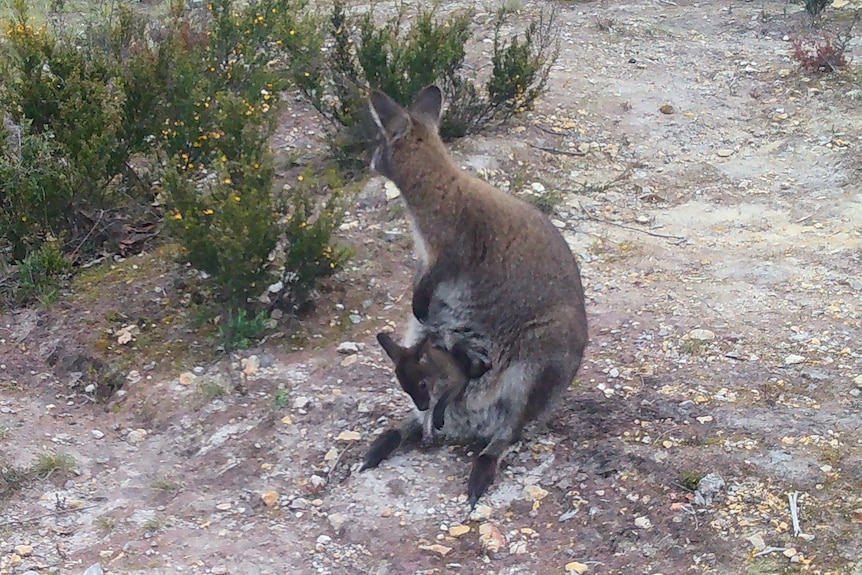 A Bennett's wallaby and joey.