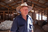 Man standing in a shearing shed