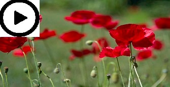 A red opium poppy in a field.