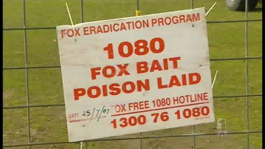 Federal funding tipped to allow more fox baiting