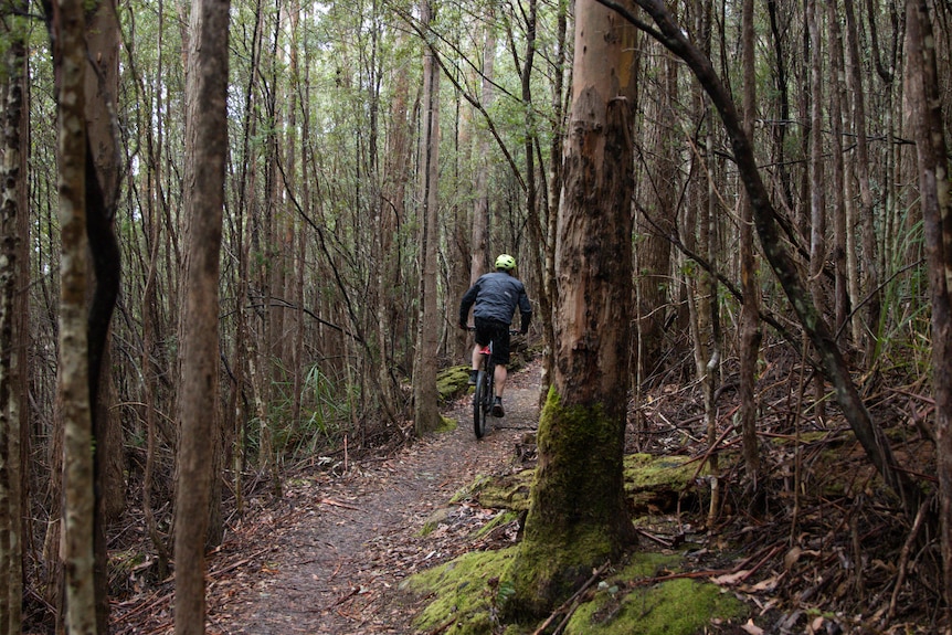 Mountain bike rider rides away from the camera in a forest.