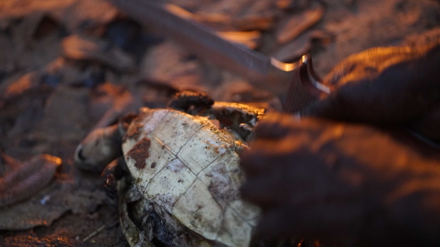 A man cuts into a dead turtle with the light of a campfire reflecting on his hands