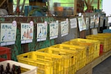 Sorting containers at Kamikatsu's recycling centre.