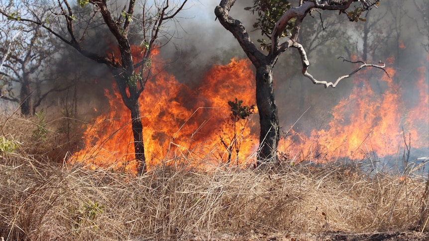 A fire burns in bushland at Lake Bennett, NT.