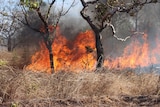 A fire burns in bushland at Lake Bennett, NT.
