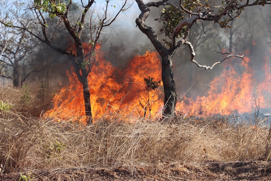 A fire burns in bushland at Lake Bennett, NT.