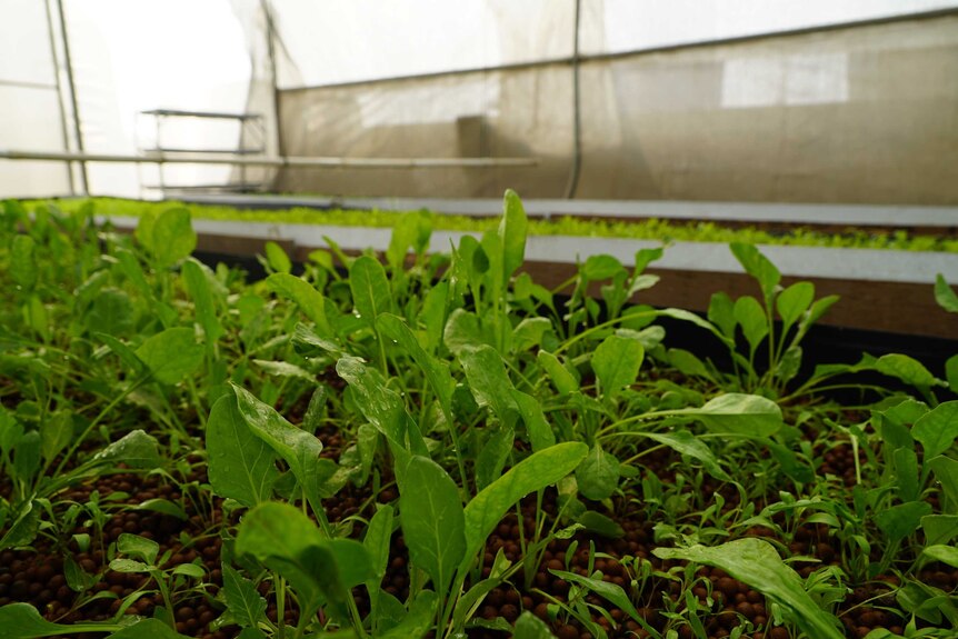 Hydroponic spinach