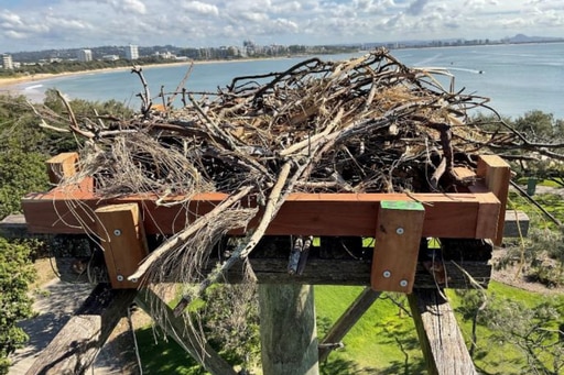 Mooloolaba osprey nest