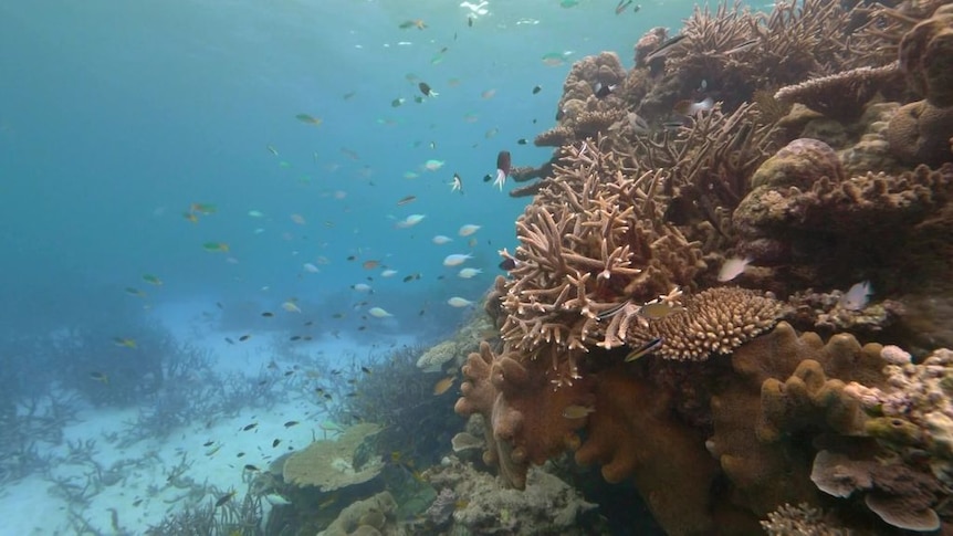Australian Netflix documentary explores the ocean through the eyes of a ...