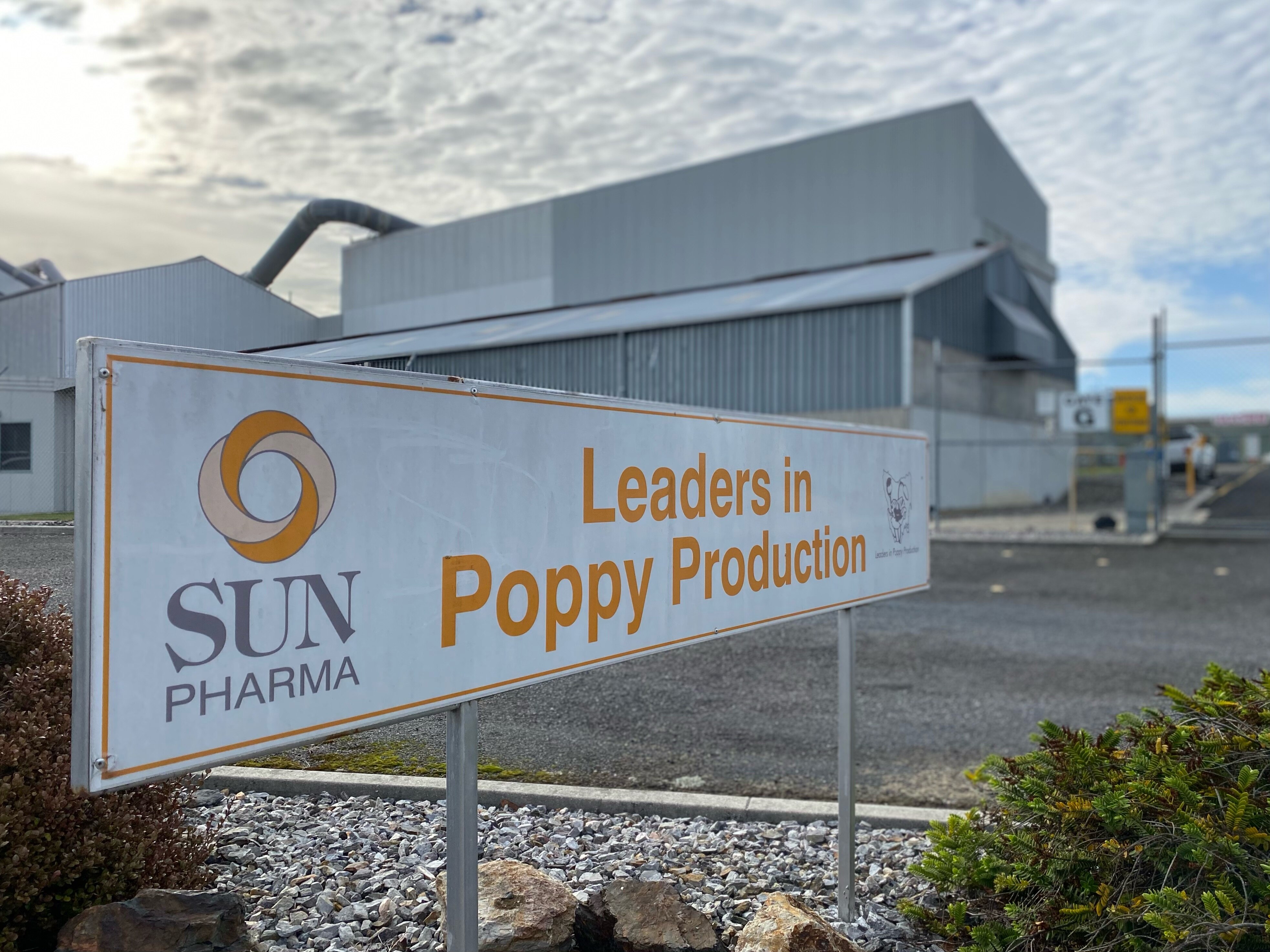 Sun Pharma Slashes Tasmanian Poppy Production Following Slump In Global Demand For Pain Relief Abc News
