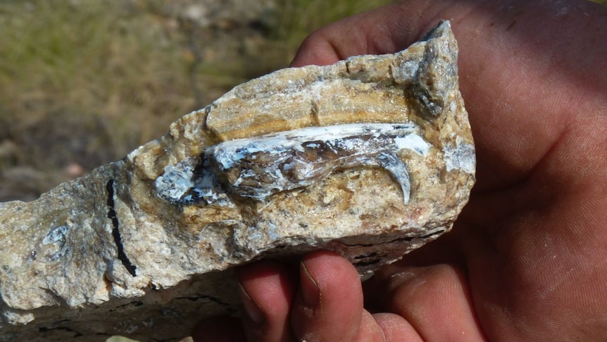 A fossil sabre-toothed bandicoot skull from Riversleigh