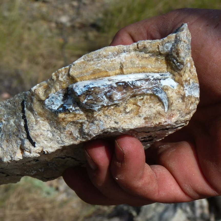 A fossil sabre-toothed bandicoot skull from Riversleigh