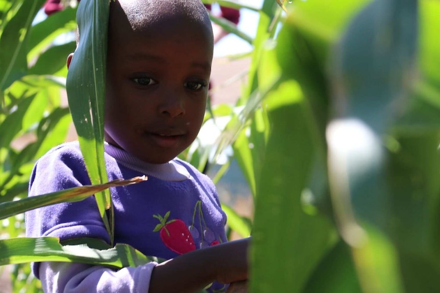 Young African girl stands amid a corn crop.