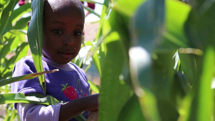 Young African girl stands amid a corn crop.