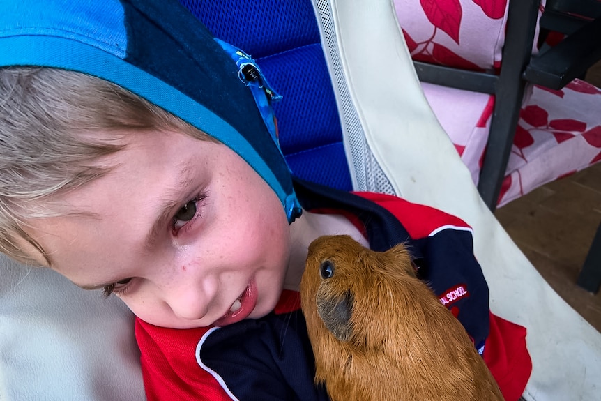 A young boy in a helmet holds a guinea pig.